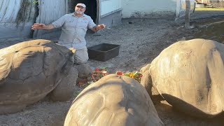 GIANT TORTOISE OVER 100 YEARS OLD 🐢
