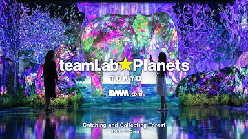 Catching and Collecting Forest Highlight Video