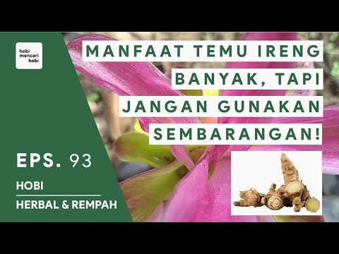 MANFAAT TEMU IRENG UNTUK KESEHATAN - HERBAL REMPAH INDONESIA #93