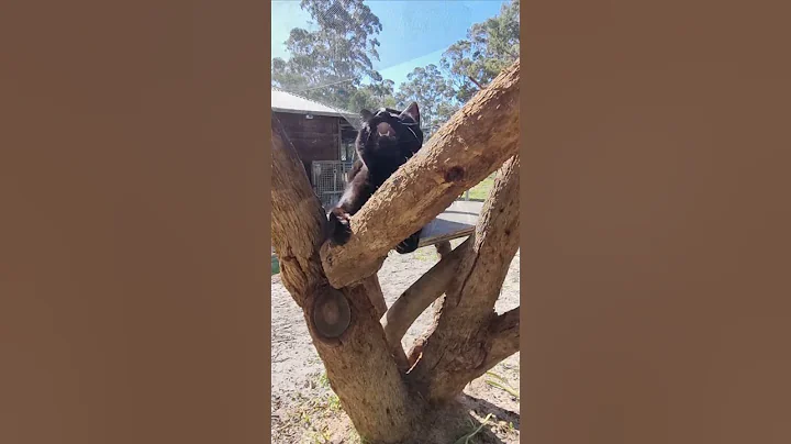 Watch the video about #catlovers,