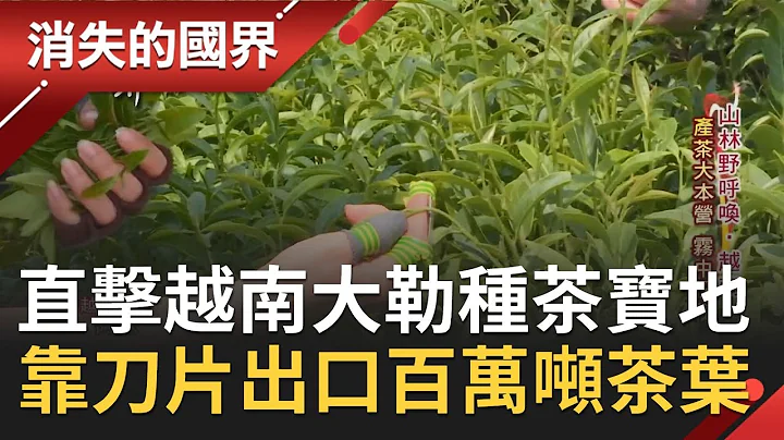 得天独厚的种茶宝地！越南大勒"海拔高.气温低" 一年出口破百万吨茶叶 全靠茶工"秘密武器"左右开弓│【消失的国界】20201226│三立新闻台 - 天天要闻