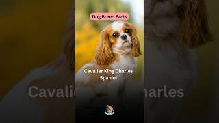 Facts about Cavalier King Charles Spaniel. #cavalierkingcharles #cavalierkingcharlesspaniel #dogs