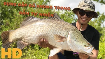 Cặp Cá Chẽm 21kg. Đầm tự nhiên Cà Mau - Cây Cần Falchion lên cá khủng.