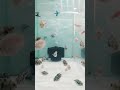 amezing fish as you can👁️🐟🐠.#shorts #aquarium #shortvideo