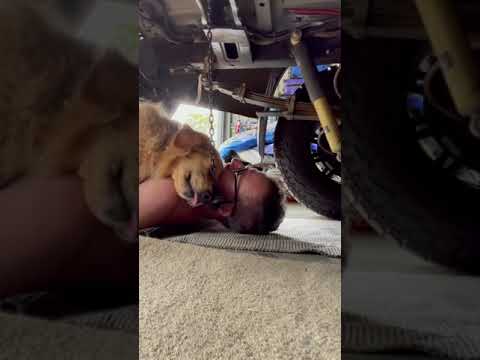 Dog Hugs Man While Lying on His Chest When He Tries to Work Under His Car - 1193069