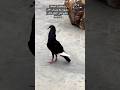 مكبي اسود طير حمام