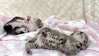 生後15日 お腹がぽんぽこすぎてコロコロしちゃう赤ちゃん猫【山菜兄妹#14】Baby cats that rolls around when its stomach is full. 子猫