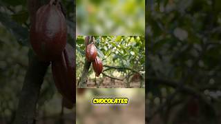 I Discovered VENEZUELA Has The World's BEST Cacao