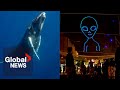 AI helps scientists speak with whales... and aliens?