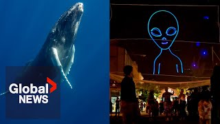 AI helps scientists speak with whales... and aliens?