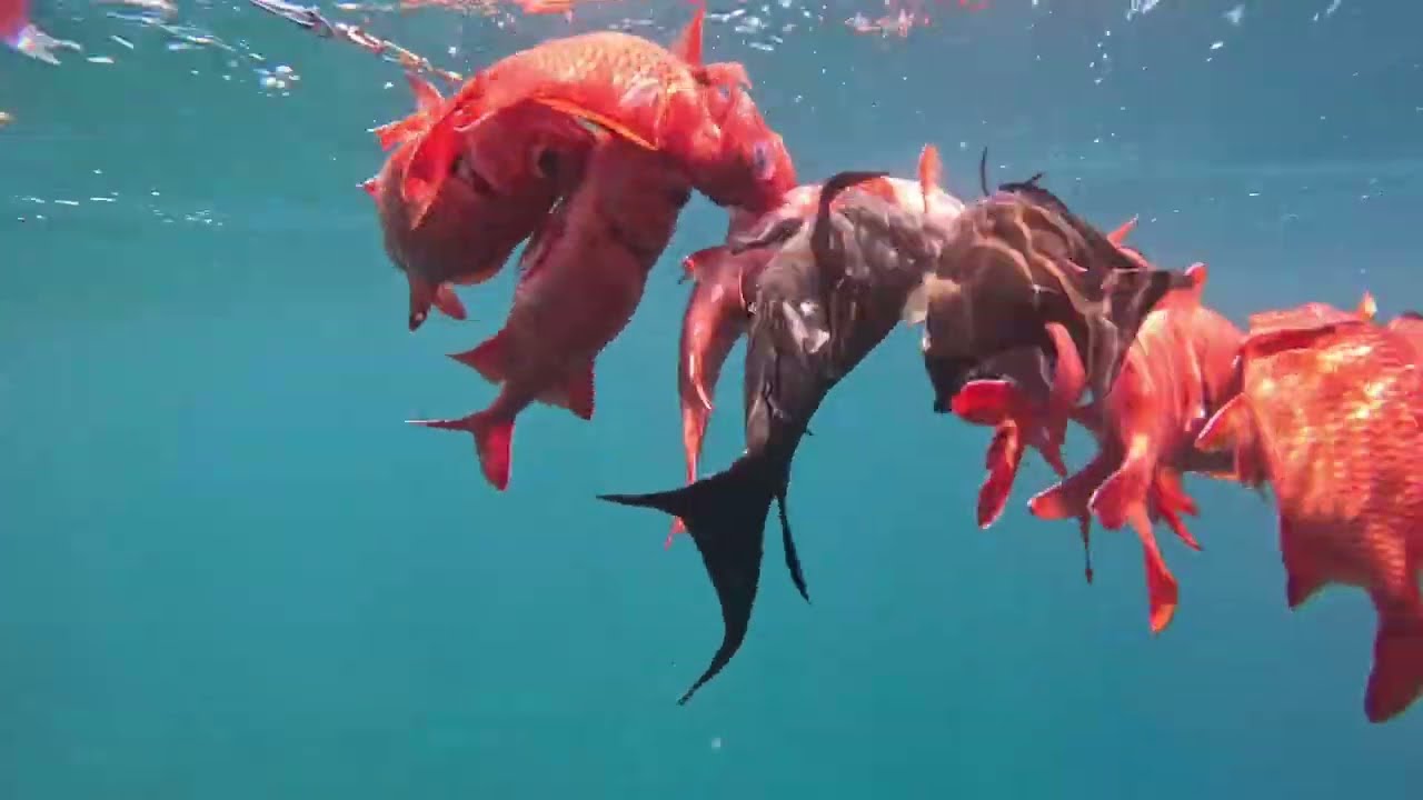 La pêche aux rougets, l’un des poissons le plus appréciés des polynésiens 