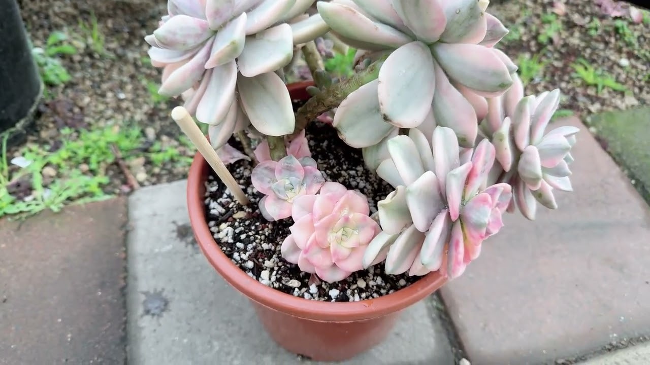 Discount plants available at Mimi’s nursery 714-489-1876