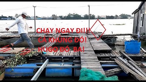 Câu Cá Ngày VaLenTine|Khai Cần Đầu Năm Mùng 3 Tết 2021|Câu Trúng Đậm Bầy Cá Vồ|Bao Phê Cần