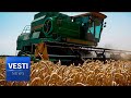 Kuban-Quality Gold Standard Grain! Russia Has Become World Agricultural Leader Again