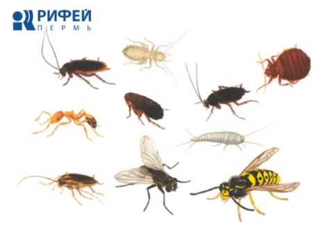 Опасные насекомые в доме