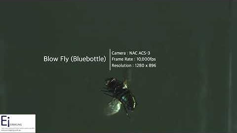 High-speed video of blow fly (bluebottle) captured in flight