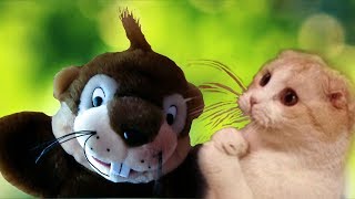 Flocosenii compilation faze comice cu pisici amuzante doza de ras Ep 43