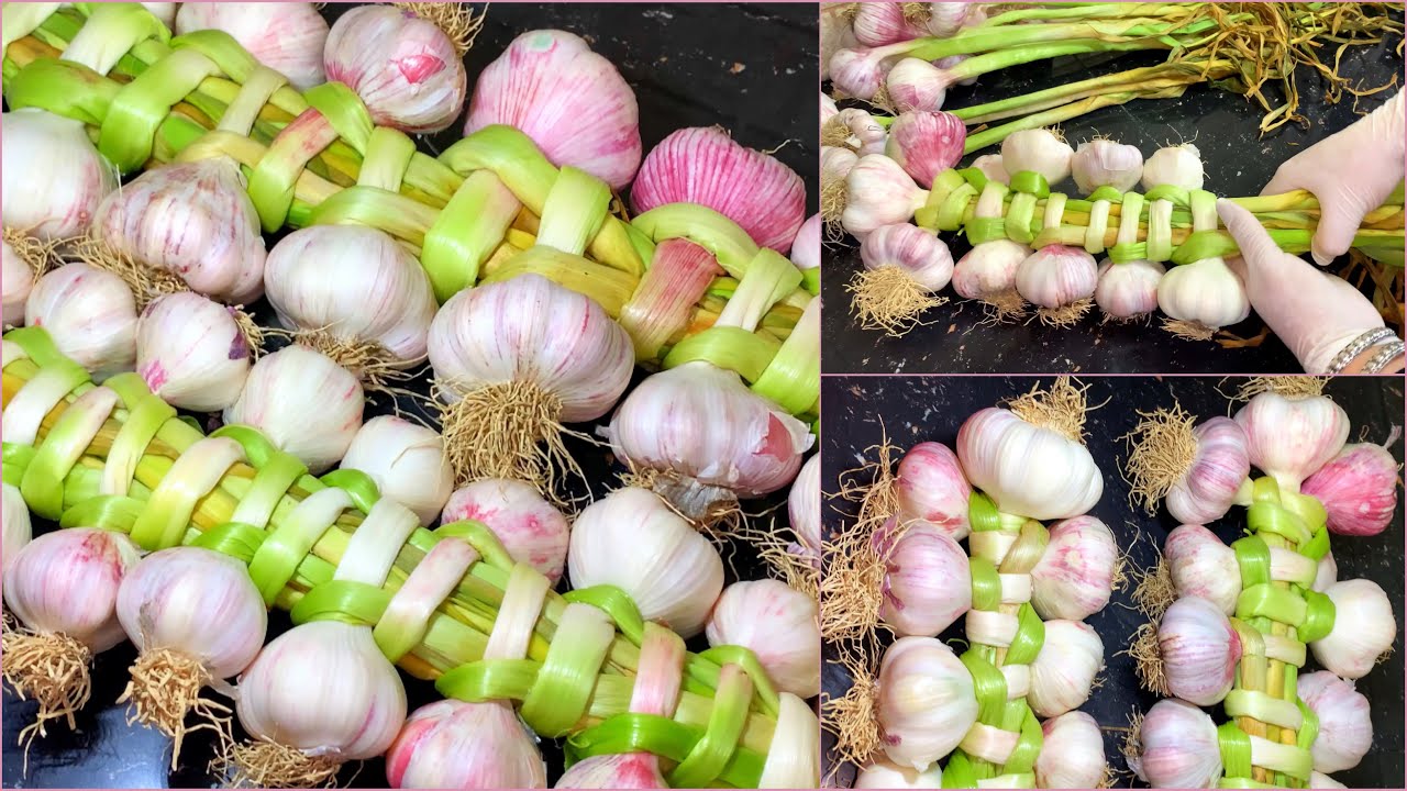 علقي ثوم العولة وشبحي البالكوديالك،إذا شريتي الثوم أدخلي وشوفي كيفاش تظفريه بطريقة سهلة ومبسطة💯👌🏻