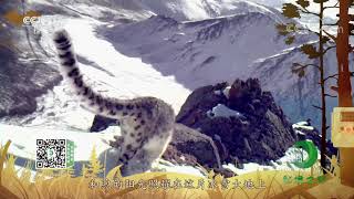 《秘境之眼》 雪豹 20200727| CCTV