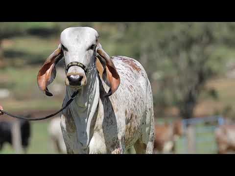 LOTE 27 – LETRA FIV CABO VERDE JCVL4377