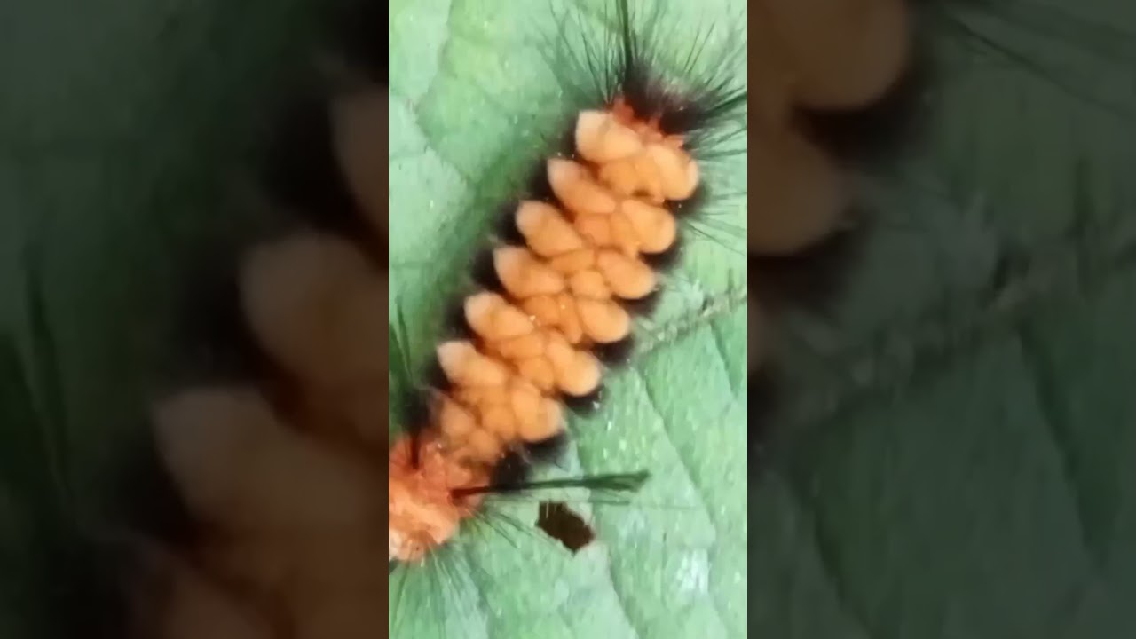 Blanket Worm🐛# Beautiful Blanket worm,,New Blanket worm,Orange blanket worm 222