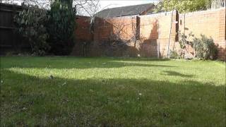 Red Kite Swooping (From Ground)