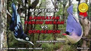 RAMBATAN PARUH MERAH VS DORAEMON, SUPER SPEED!!! - Belajar Kicau