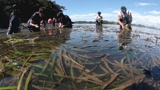 松島湾で「アマモ場」の再生活動