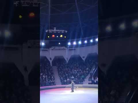 эта собака учёная! #acrobat #trick #акробатика #цирк #собака #dog #dance #дрессировка #trick