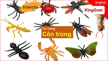 Từ vựng tiếng anh chủ đề Côn trùng / Insects  / English KingGum