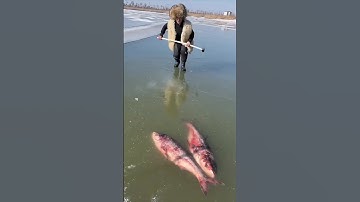 Will he can save the fish? 🐟🐟😳 #shorts​