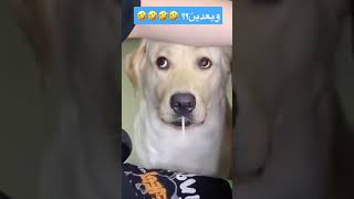 انصدم الكلب ??