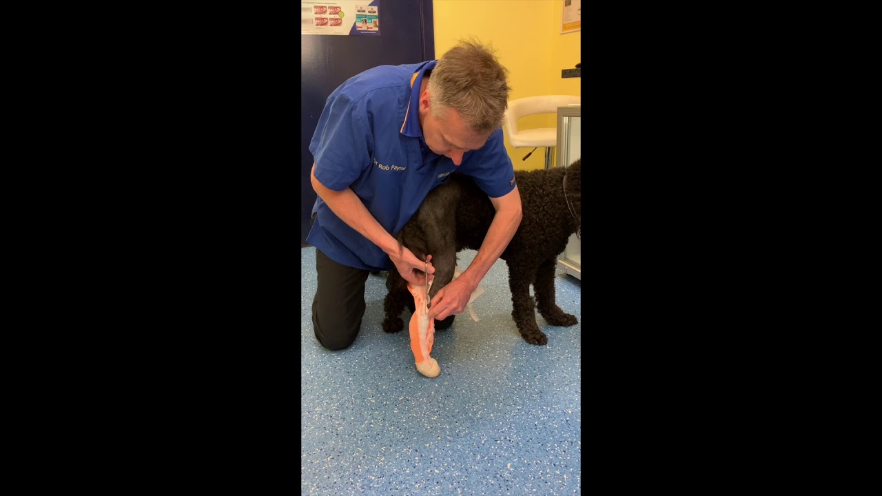 How to remove your pet's bandage at home YouTube