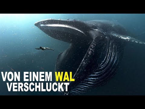 Video: Könnte Jonah im Wal überlebt haben?