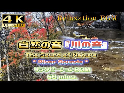 [自然音][ASMR]川の音60分｜Autumn forest and creek landscape in Japan｜ヒーリングサウンド　睡眠用　勉強集中用