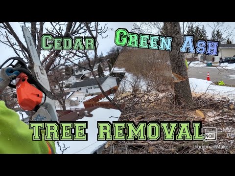 Green Ash & Cedar tree removal - YouTube