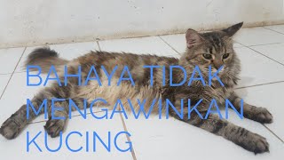 Download Lagu Kucing Betina Birahi MP3 Kucing Betina Birahi