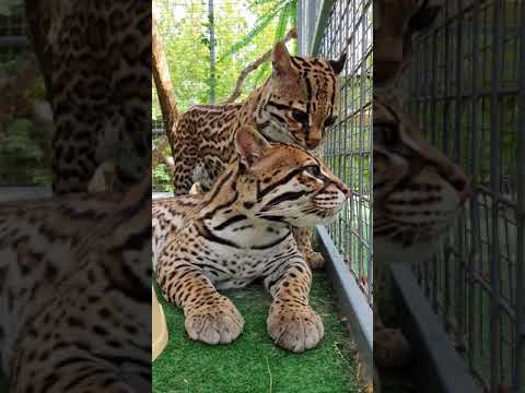 Video: Het ocelot roofdiere?