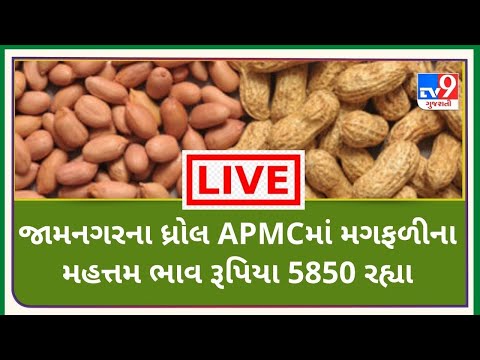 જામનગરના ધ્રોલ APMCમાં મગફળીના મહત્તમ ભાવ રૂપિયા 5850 રહ્યા | TV9NEWS