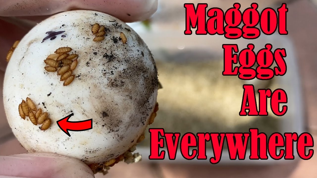 My Tortoise Eggs Got Infested With Maggots!! What Do I Do?? 