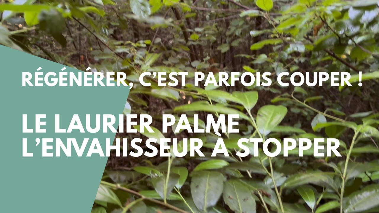 comment éliminer les arbres trop invasifs pour régénérer les forêts ? Le cas du laurier palme