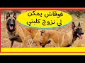 معلومات مهمة جدآ عن الوقت المناسب للتزاوج عند الكلاب mp3