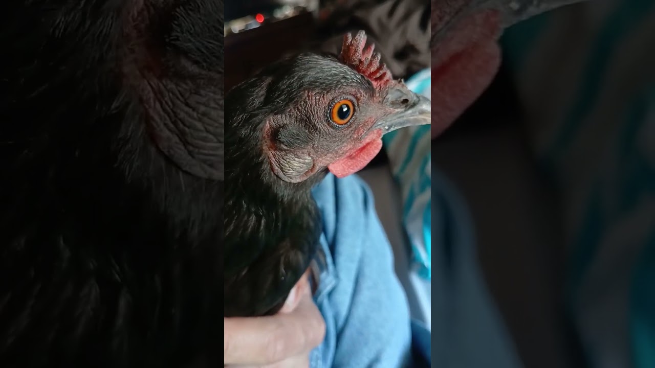 Jackie the hen with a buttercup comb 