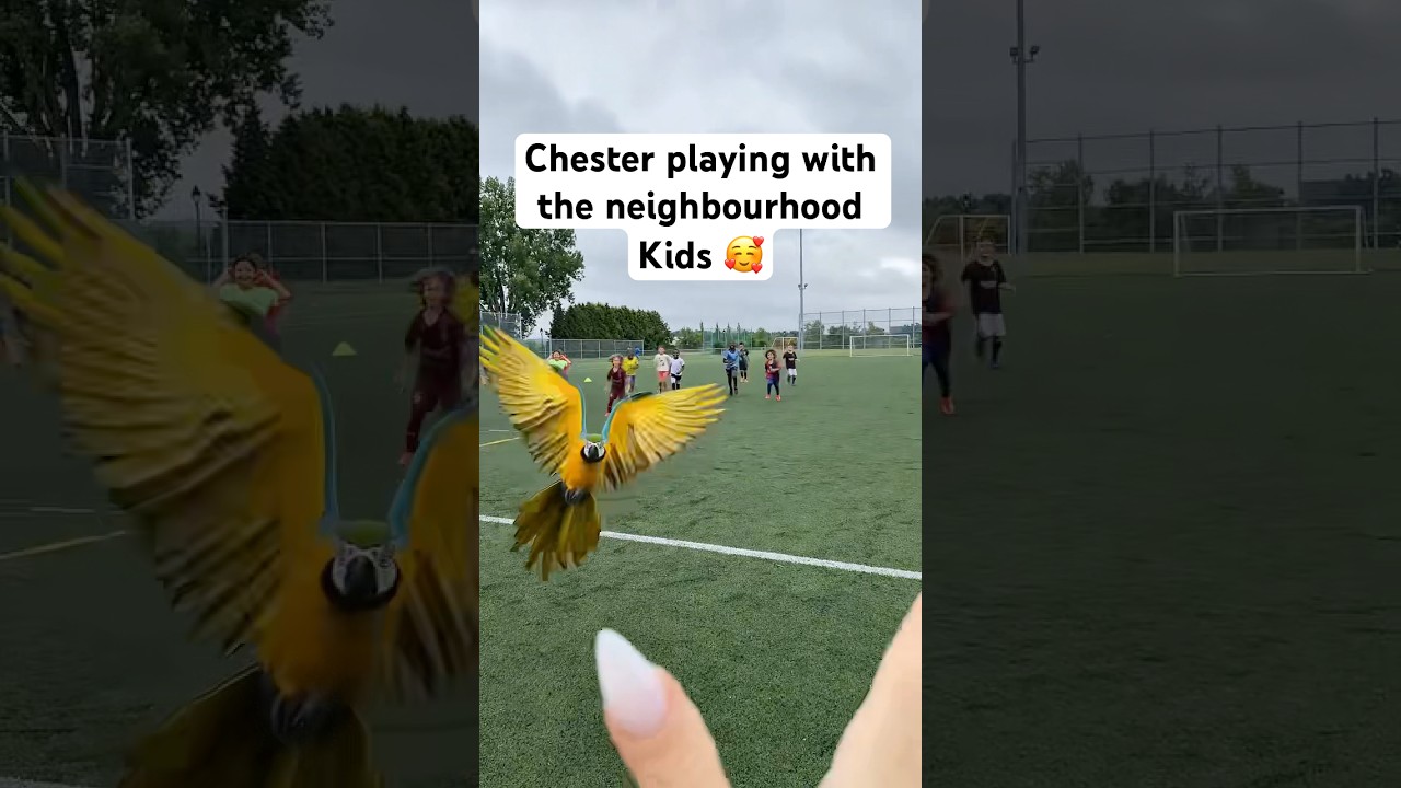 Chester playing with the neighbourhood kids 🥰 