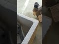 gửi hai con bơm tưới bán lưu lượng