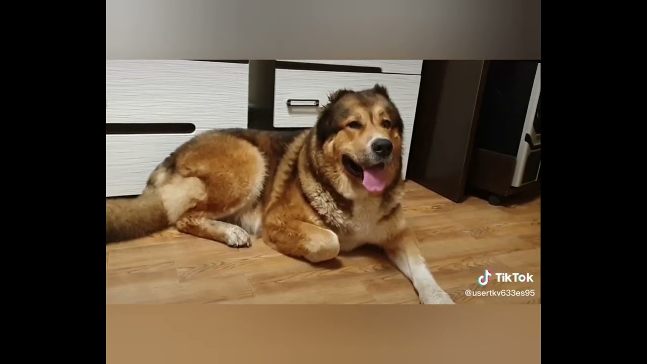 о собачьих следах