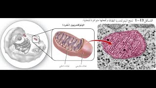التراكيب الخلوية و العضيات الجزء الثالث