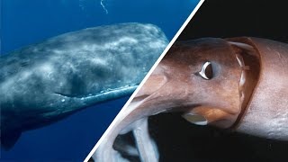 Différence entre les calmars et les calamars