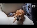 Bipolar Shiba Dog Scolds Her Sister In Law To Bluff Her Rank (Part 2) | Kritter Klub