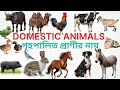 20 Domestic Animals Name 🐄 | English & Bengali | Kids Learning